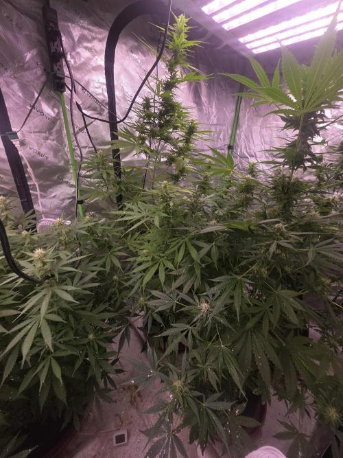 Purple Skank. Week 8