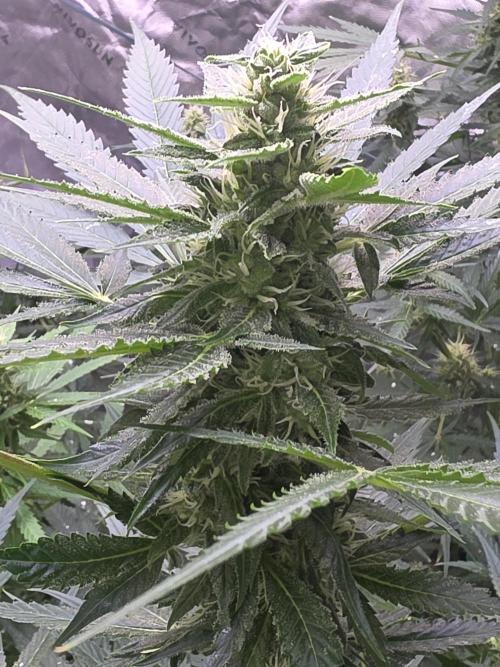 Purple Skank. Week 8