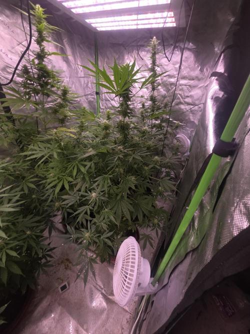 Purple Skank. Week 8