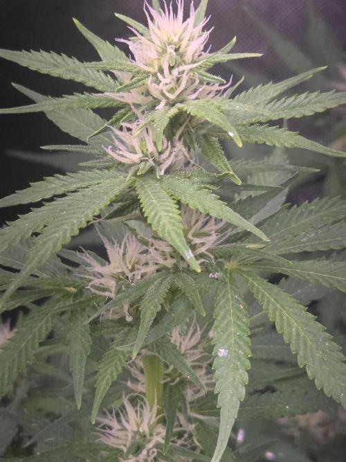 Purple Skank. Week 8