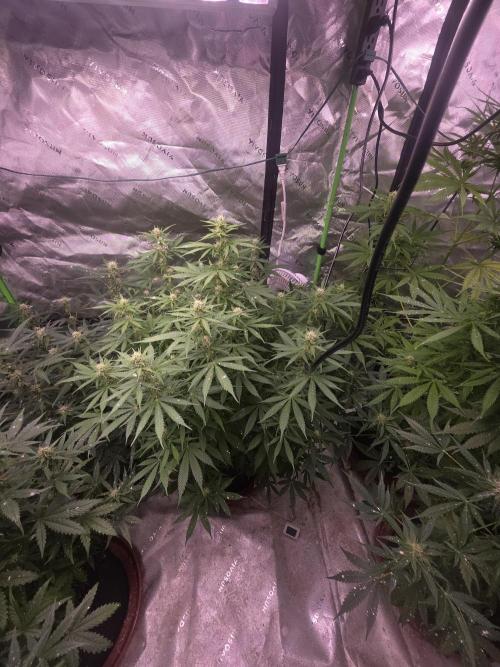 Grow Tent S848 96"x48"x80". Week 8