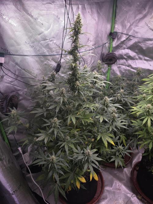 Super Skank. Week 9