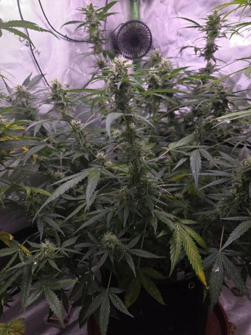 Super Skank. Week 9