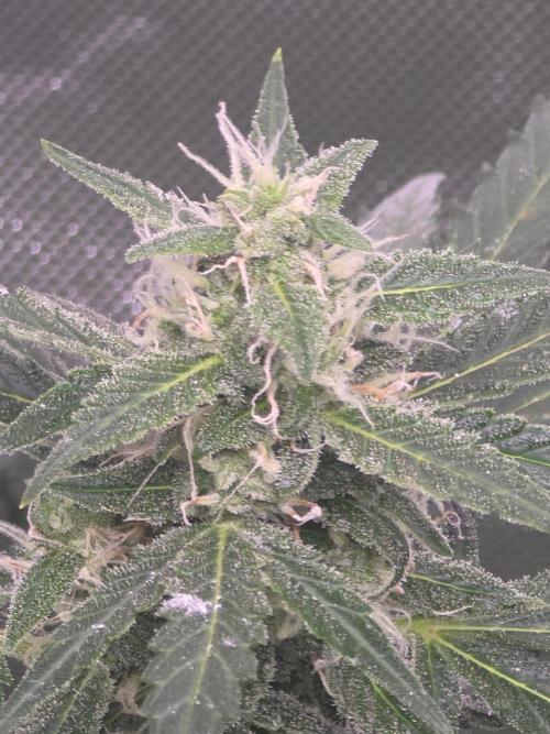 Super Skank. Week 9