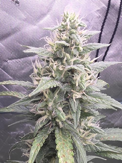 Super Skank. Week 9