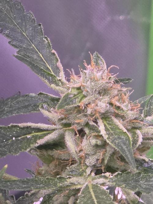 Purple Skank. Week 9