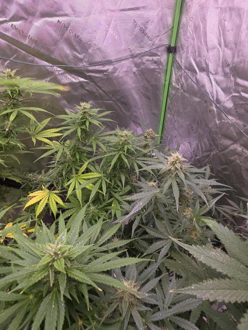 Purple Skank. Week 9