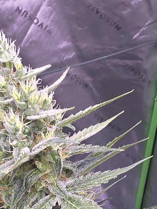 Purple Skank. Week 9
