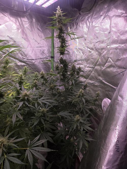 Purple Skank. Week 9