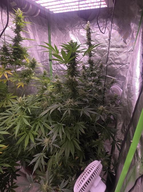 Purple Skank. Week 9