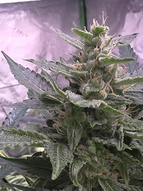 Purple Skank. Week 9