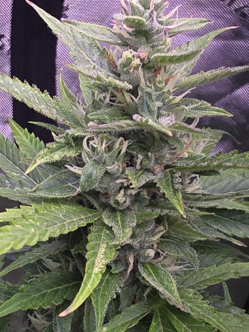 Purple Skank. Week 9