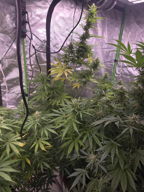 Purple Skank. Week 9