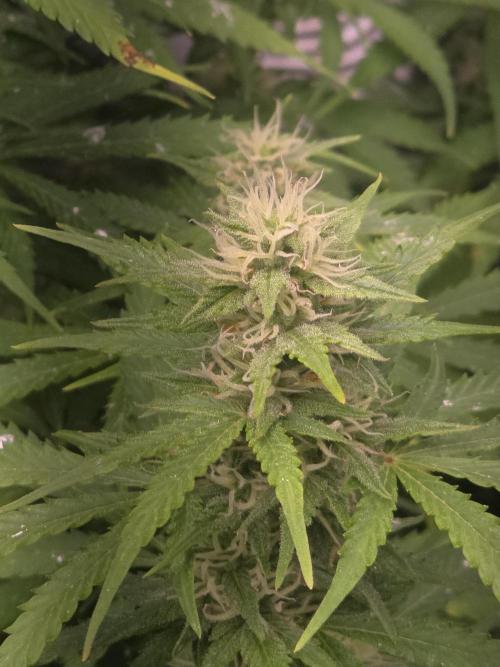 Purple Skank. Week 9