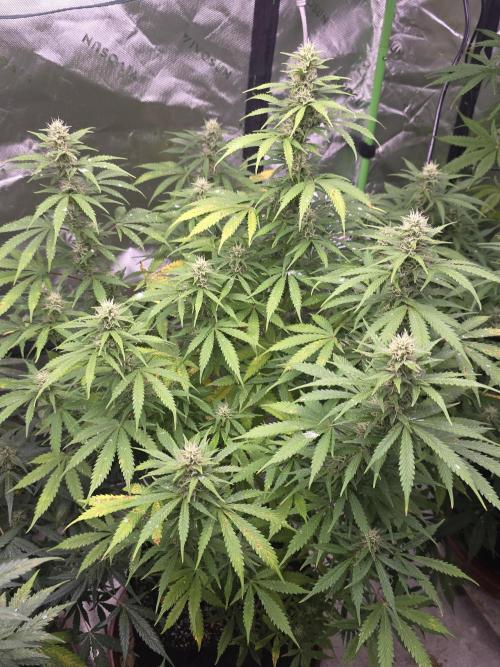 Purple Skank. Week 9