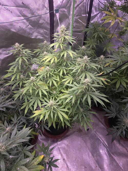 Purple Skank. Week 9