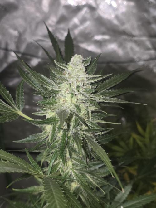 Purple Skank. Week 10