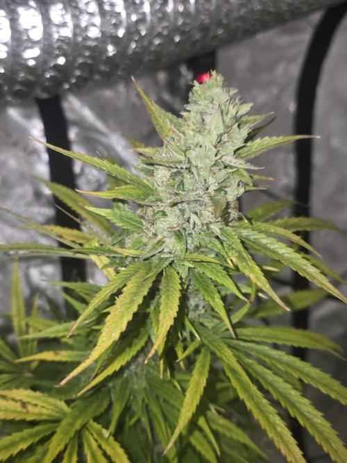 Purple Skank. Week 10