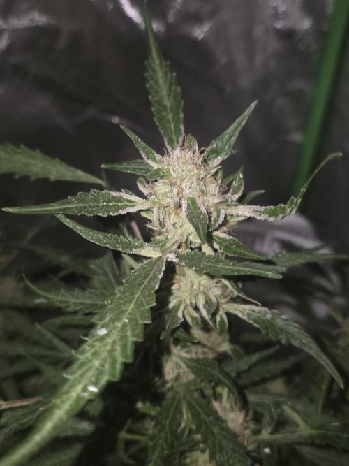 Purple Skank. Week 10