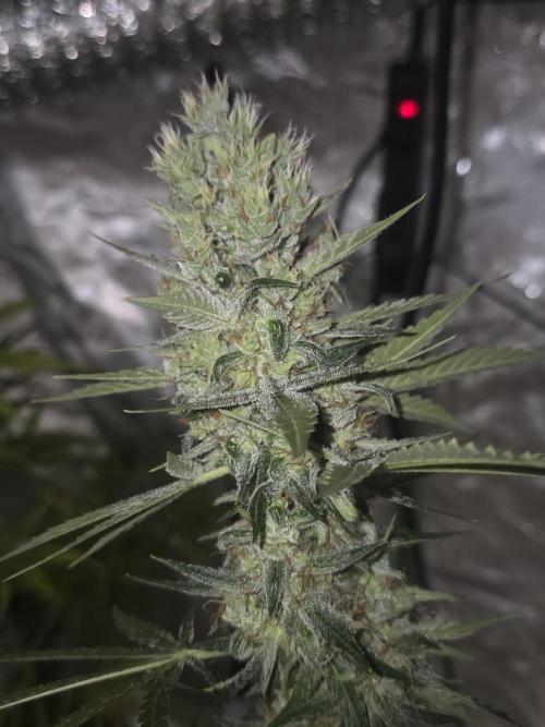 Purple Skank. Week 10