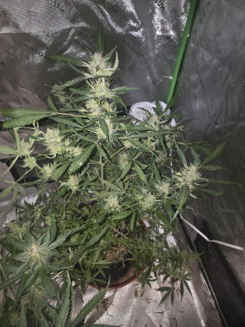 Purple Skank. Week 10
