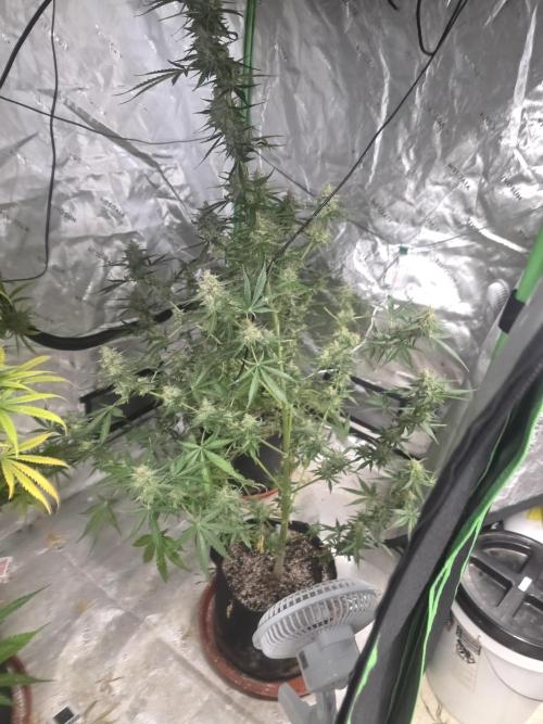 Purple Skank. Week 10