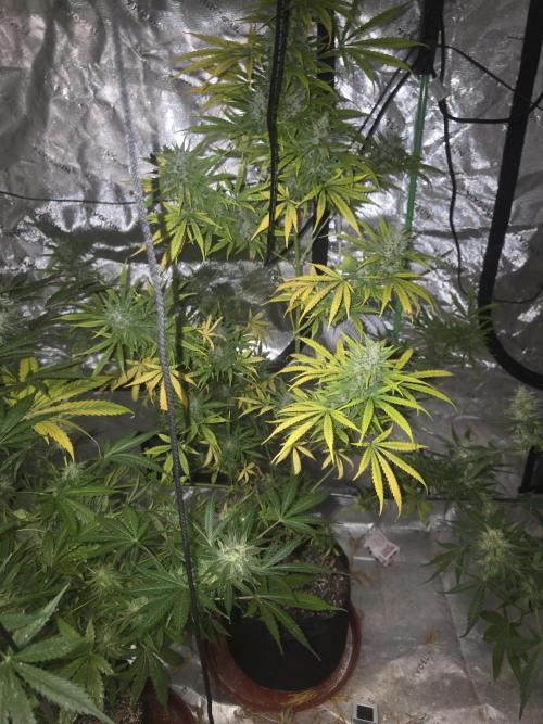 Purple Skank. Week 10