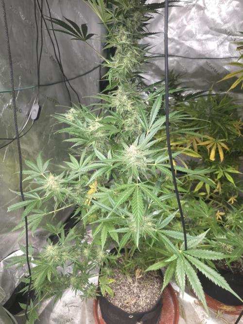 Purple Skank. Week 10