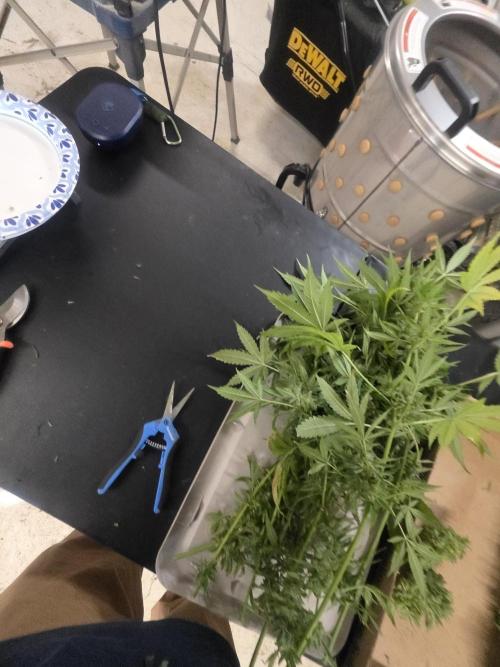 Purple Skank. Week 11