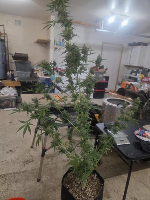 Purple Skank. Week 11