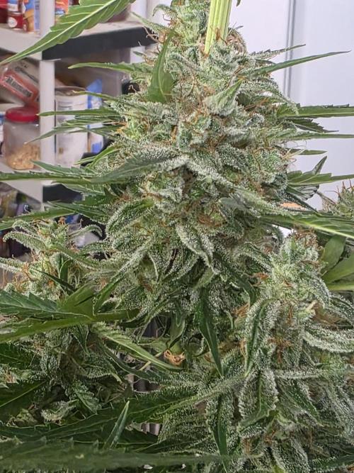 Purple Skank. Week 11