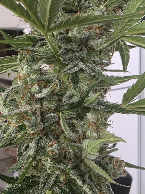 Grow Tent S848 96x48x80. Week 11