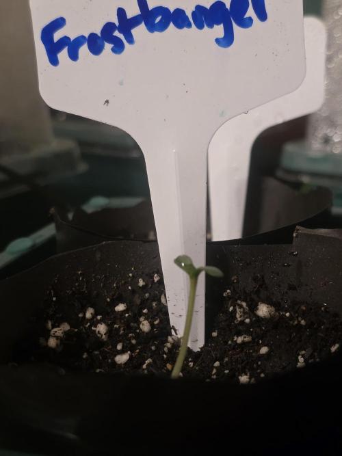 Frostbanger Frost trial pack. Week 0