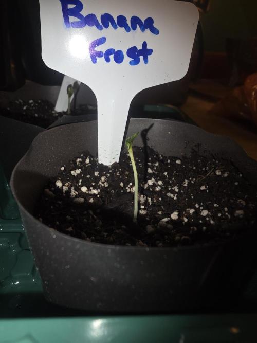 Banana Frost - Frost Trial pack. Week 0