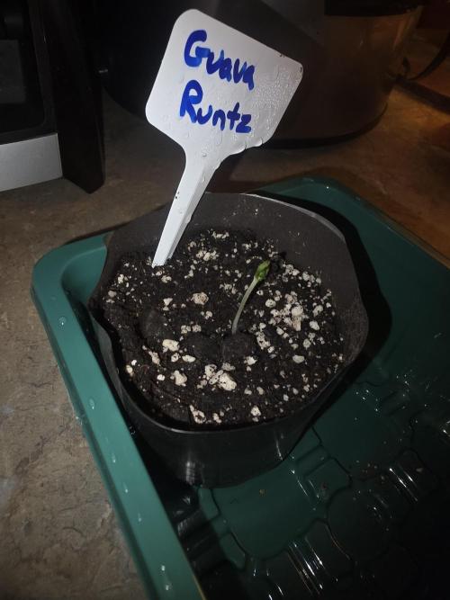 Guava Runtz - Champions Line Trial Pack. Week 0