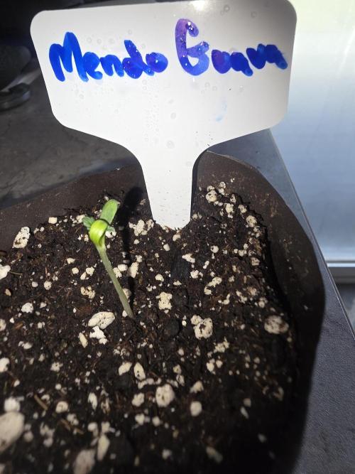 Mendo Guava - Champions Line Trial Pack. Week 0
