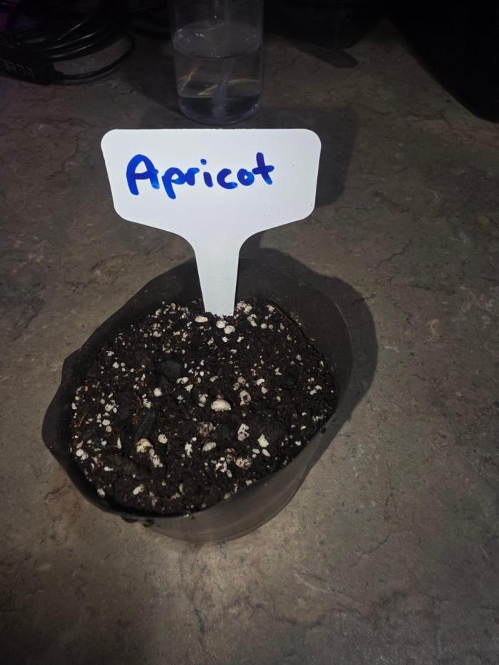 Apricot FB. Week 0