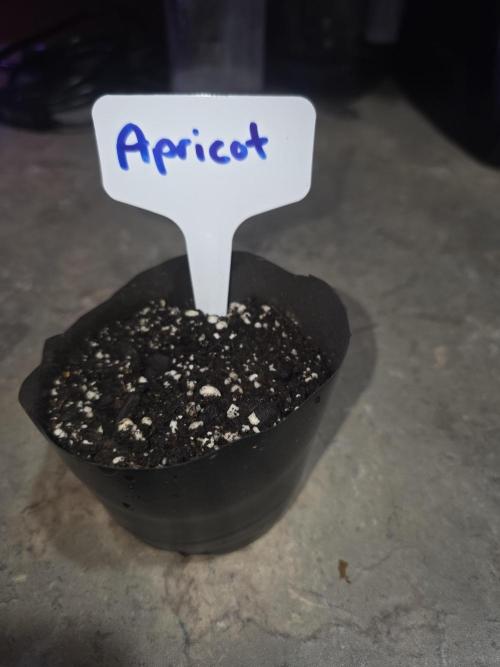 Apricot Auto. Week 1