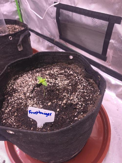 Frostbanger Strong Strains trial pack. Week 1