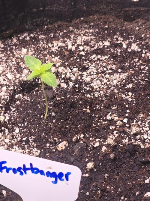 Frostbanger Strong Strains trial pack. Week 1