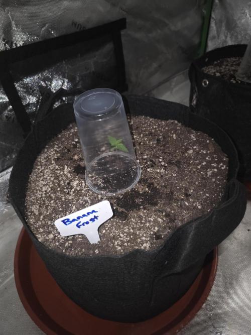 Banana Frost - Champions Line Trial pack. Week 1