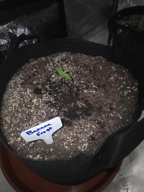 Banana Frost - Champions Line Trial pack. Week 1