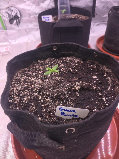 Grow Tent Pro 4x8 P848 (48 x 96 x 80). Week 1