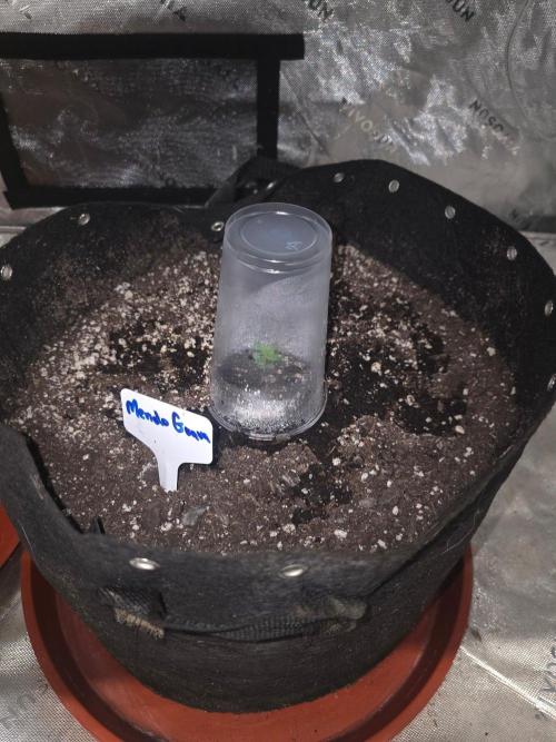 Mendo Guava - Champions Line Trial Pack. Week 1