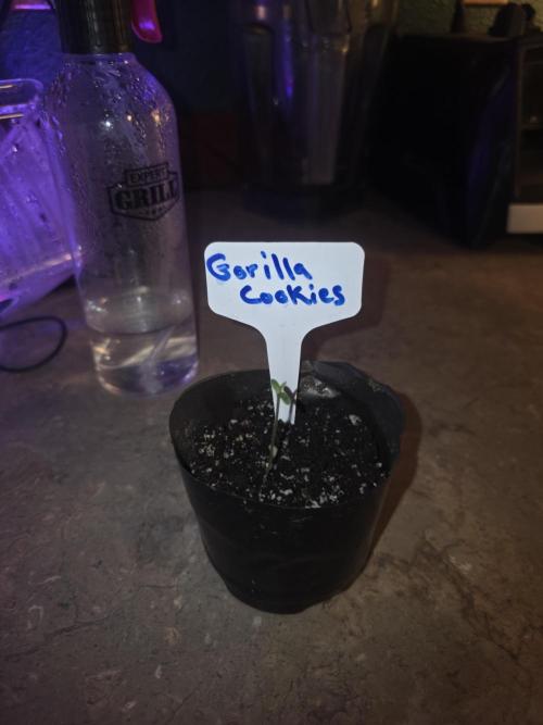 Gorilla Cookies - Fastbuds. Week 0
