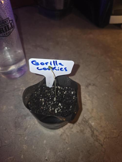 Gorilla Cookies - Fastbuds. Week 0