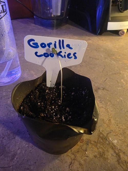 Gorilla Cookies - Fastbuds. Week 0