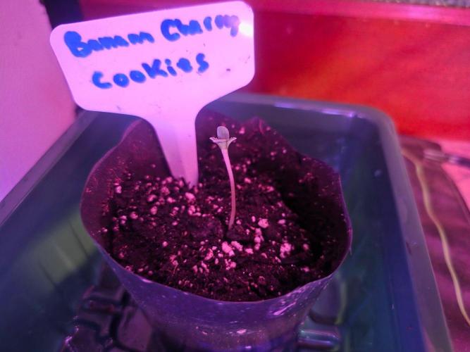 Banana Cherry Cookies Fastbuds. Week 0