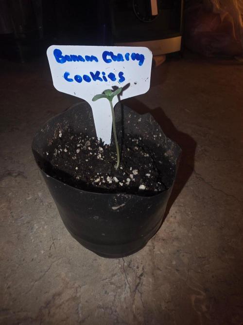Banana Cherry Cookies Fastbuds. Week 0