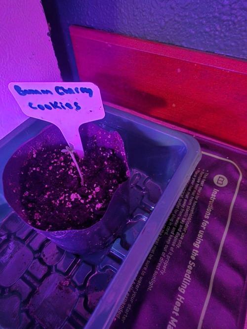 Banana Cherry Cookies Fastbuds. Week 0